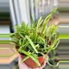 plant/6” Rhipsalis Boliviana (lover’s choice)-1-thumbnail