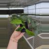 plant/Philodendron patriciae starter plant growers choice-3-thumbnail
