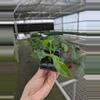 plant/Philodendron patriciae starter plant growers choice-6-thumbnail