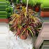 plant/Croton zanzibar starter plant growers choice-0-thumbnail