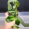 free_shipping/Black Pagoda Lipstick Plant-ADD ON-2-thumbnail