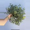 plant/6” Tradescantia Tahitian ‘Bridal Veil’-1-thumbnail