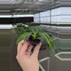 plant/Philodendron patriciae starter plant growers choice-5-thumbnail