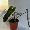 plant/Philodendron Black billietiae Billietiae x Atabapoense 6" pot-3-thumbnail