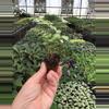 plant/Pearly white fern starter plant growers choice-4-thumbnail