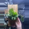 plant/Platycerium wandae Dwarf-0-thumbnail