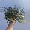 plant/6” Tradescantia Tahitian ‘Bridal Veil’-2-thumbnail