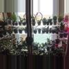plant/Surprise Hoya🥳-0-thumbnail