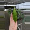 plant/Philodendron patriciae starter plant growers choice-2-thumbnail