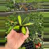 plant/Variegated hoya ds-70 starter plant growers choice-3-thumbnail
