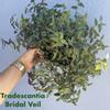 plant/6” Tradescantia Tahitian ‘Bridal Veil’-0-thumbnail