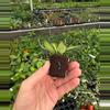 plant/Variegated hoya ds-70 starter plant growers choice-4-thumbnail