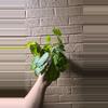 plant/Silver Band Prayer Plant-1-thumbnail