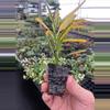 plant/Banana croton starter plant growers choice-3-thumbnail