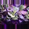 plant/Mystery hoya cuttings bundle 3x-0-thumbnail