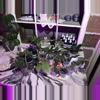 plant/Mystery hoya cuttings bundle 3x-6-thumbnail