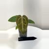 plant/TEM-3 BB Hybrid “Tehlu” x Doc Block “Michelle”-0-thumbnail