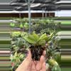 plant/Hoya Bilobata starter plant growers choice DD4-5-thumbnail