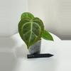 plant/TEM-9 BB Hybrid “Tehlu” x Doc Block “Michelle”-0-thumbnail