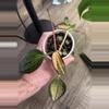 plant/Hoya latifolia 'Pot of Gold'-1-thumbnail