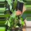 plant/Hoya Bilobata starter plant growers choice DD4-0-thumbnail