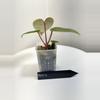plant/TEM-3 BB Hybrid “Tehlu” x Doc Block “Michelle”-1-thumbnail