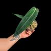 plant/A. Warocqueanum-0-thumbnail