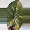 plant/Alocasia Yucatan Princess Aurea Corm-4-thumbnail