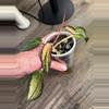 plant/Hoya latifolia 'Pot of Gold'-2-thumbnail