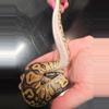 plant/Hypo Pastel 66% Het Pied Female-2-thumbnail