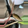 plant/Hoya latifolia 'Pot of Gold'-5-thumbnail
