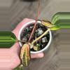 plant/Hoya latifolia 'Pot of Gold'-3-thumbnail