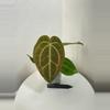 plant/TEM-10 BB Hybrid “Tehlu” x Doc Block “Michelle”-0-thumbnail