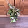 plant/Hoya Sunrise 6” pot GC-0-thumbnail