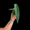 plant/A. Warocqueanum-2-thumbnail