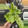 plant/Coffee plant-0-thumbnail