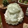 plant/Jade dragon turtle-0-thumbnail