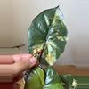 plant/Alocasia Yucatan Princess Aurea Corm-0-thumbnail