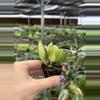 plant/Hoya Bilobata starter plant growers choice DD4-3-thumbnail
