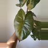 plant/Alocasia Yucatan Princess Aurea Corm-2-thumbnail