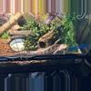 plant/Northern BTS Adult-0-thumbnail