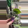plant/Scindapsis silver splash-0-thumbnail