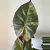 plant/Alocasia Yucatan Princess Aurea Corm-1-thumbnail