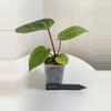 plant/TEM-9 BB Hybrid “Tehlu” x Doc Block “Michelle”-1-thumbnail
