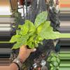 plant/Coffee plant-1-thumbnail
