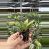 plant/Hoya Bilobata starter plant growers choice DD4-4-thumbnail