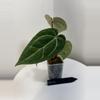 plant/TEM-12 BB Hybrid “Tehlu” x Doc Block “Michelle”-0-thumbnail