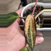 plant/Hoya latifolia 'Pot of Gold'-4-thumbnail