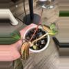 plant/Hoya latifolia 'Pot of Gold'-0-thumbnail