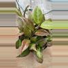 plant/Hoya Sunrise 6” pot GC-1-thumbnail